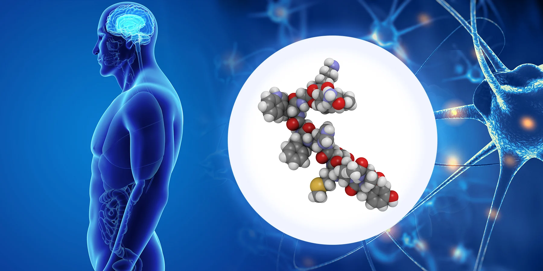 Hormones Profile in Body – Carosoul idea